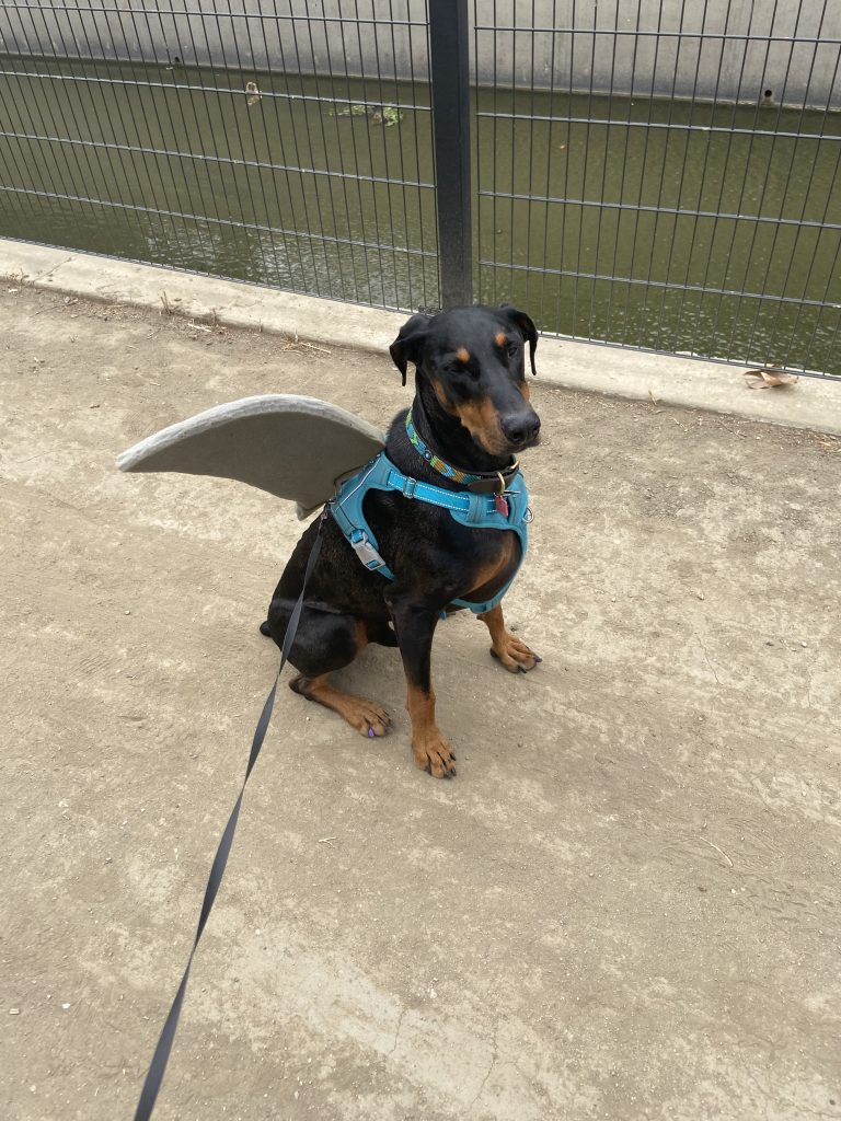 Great White Dobbie LA River